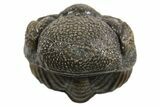 Wide Enrolled Morocops Trilobite - Morocco #296597-2